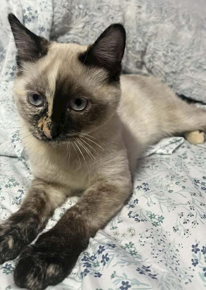 12. Kakva predivna mačka!