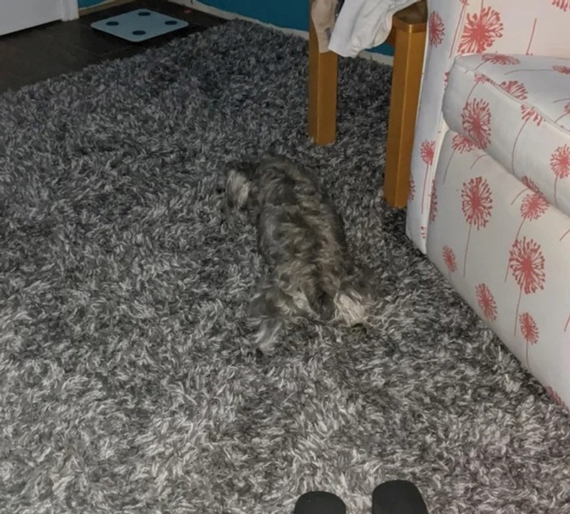 26. "Moj Koko je majstor kamuflaže"