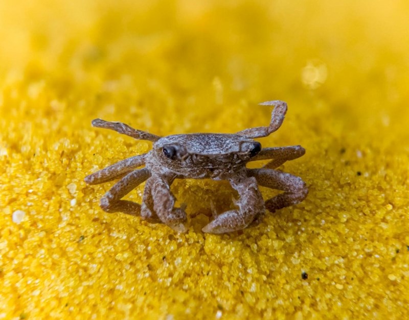 "Možda vas slika ovog preslatkog malog raka potakne da ih više ne jedete"