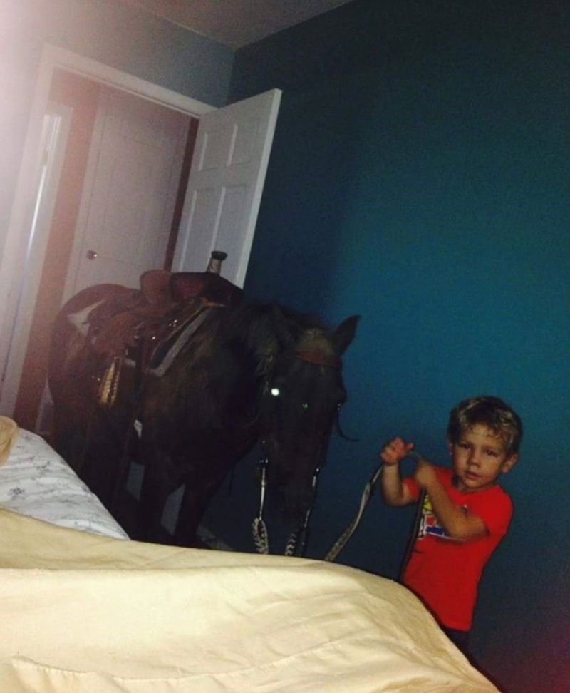 11. "Od svih mogućih životinja koje imamo, on je u kuću uveo konja!"