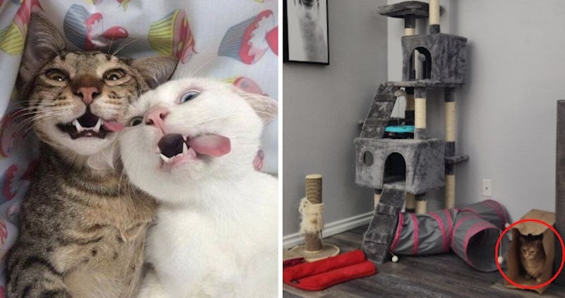 20+ smiješnih fotografija mačaka koje pokazuju da je život s njima sve, samo ne dosadan