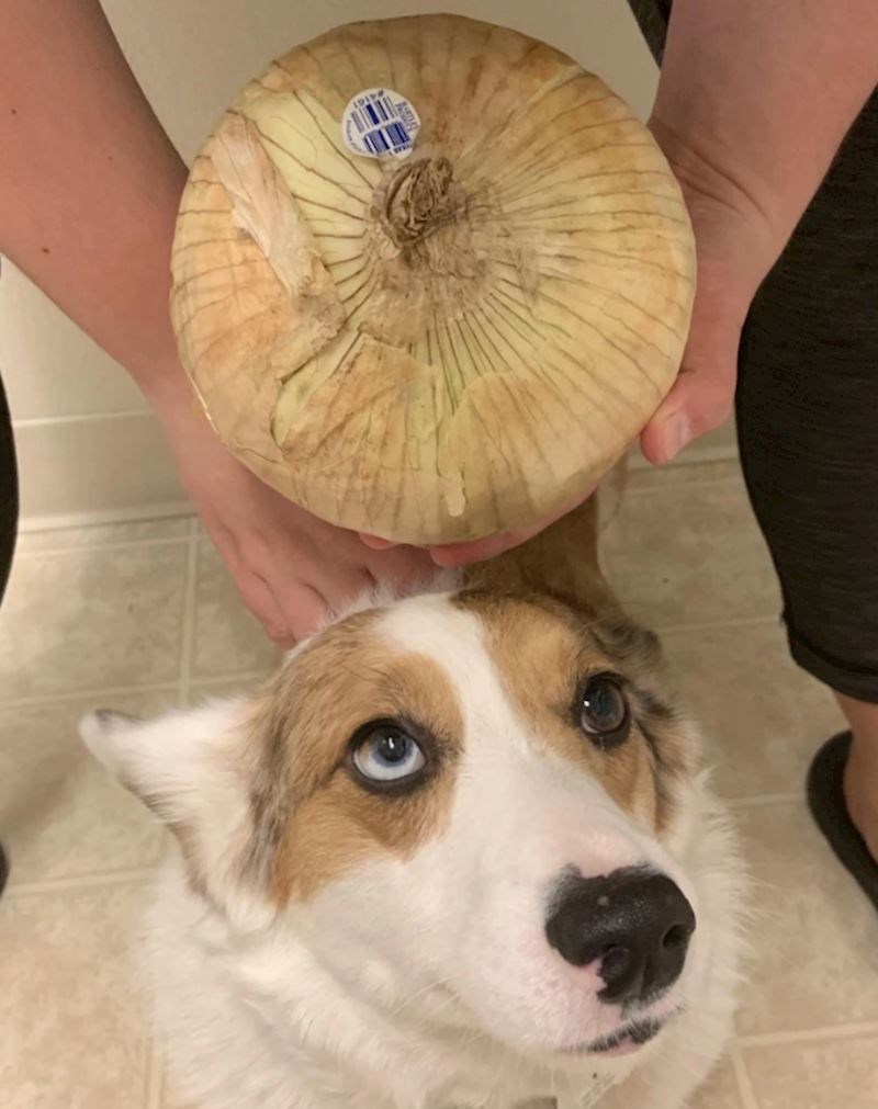 2. Glavica luka je velika kao glava psa, ako ne i veća...