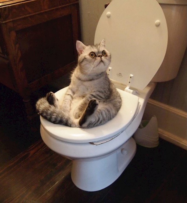 Nema nikakve privatnosti na wc-u...
