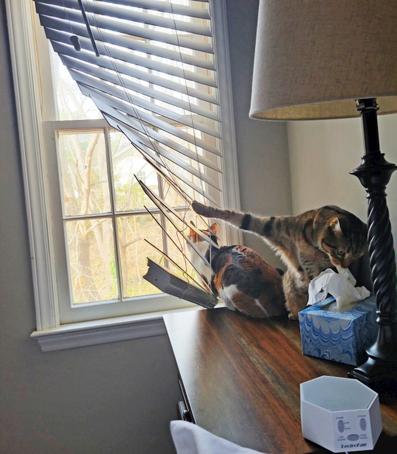 3. Ovaj mačak živi da bi stvarao nevolje