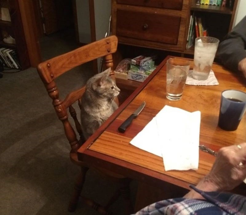 10. Čeka svoj tanjur 😃