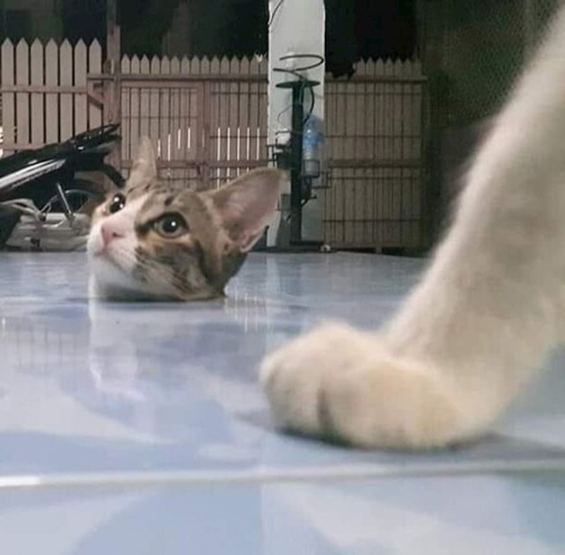 "Nešto nije u redu s mojom mačkom"