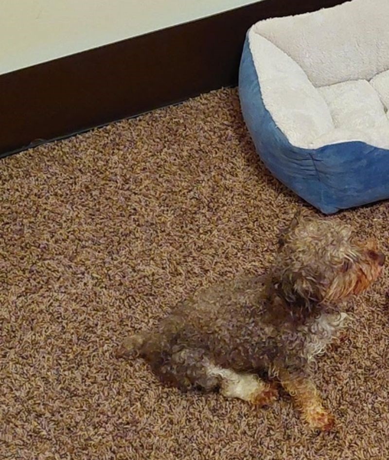 "Skoro pa nisa vidjela svog psa."