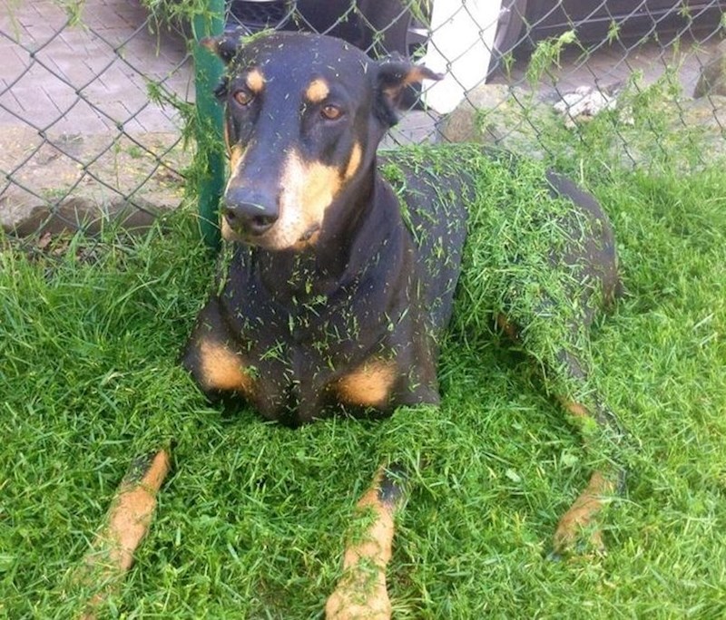 1. "Bila je previše lijena pomaknuti se dok je tata kosio travu. Jednostavno sam je morala slikati"