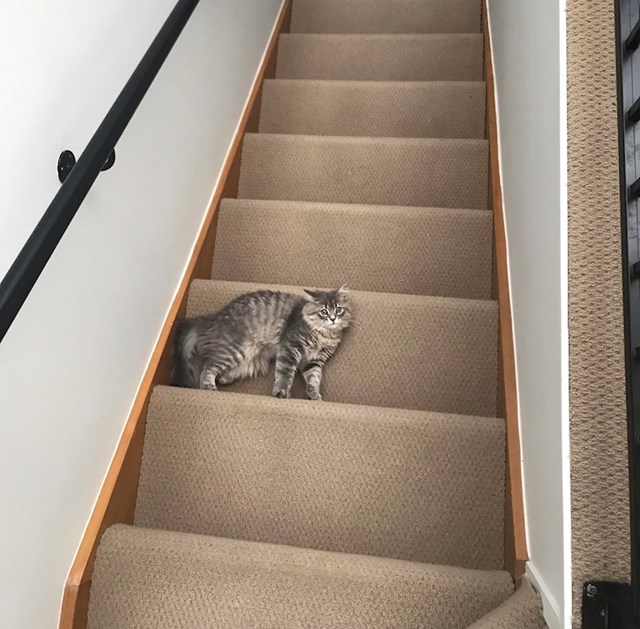 13. Ovaj mačak zapravo leži na stepenicama