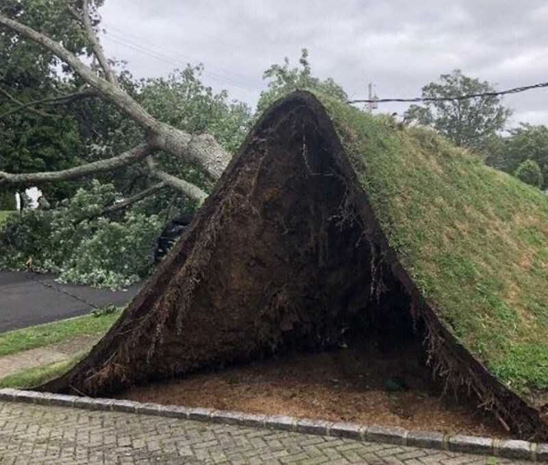 3. "Bila je oluja i jako je puhao vjetar. Nagnuo je stablo, ali i potpuno podiglo travu. Nikad nisam vidjela tako nešto."