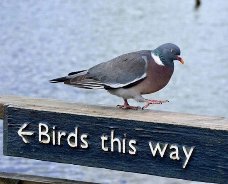 On sam bira svoj put