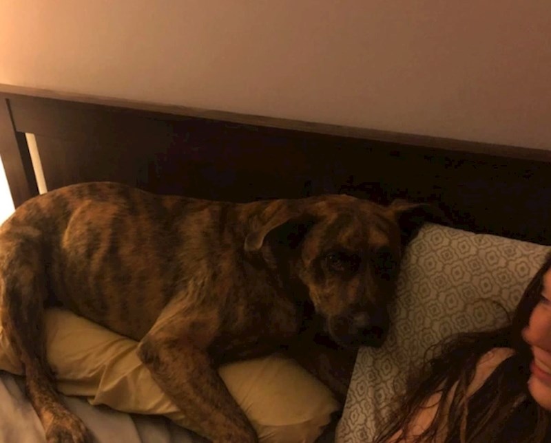 "Svaki put kad moj zaručnik ustane s kreveta, pas brže bolje ide leći na njegov jastuk"