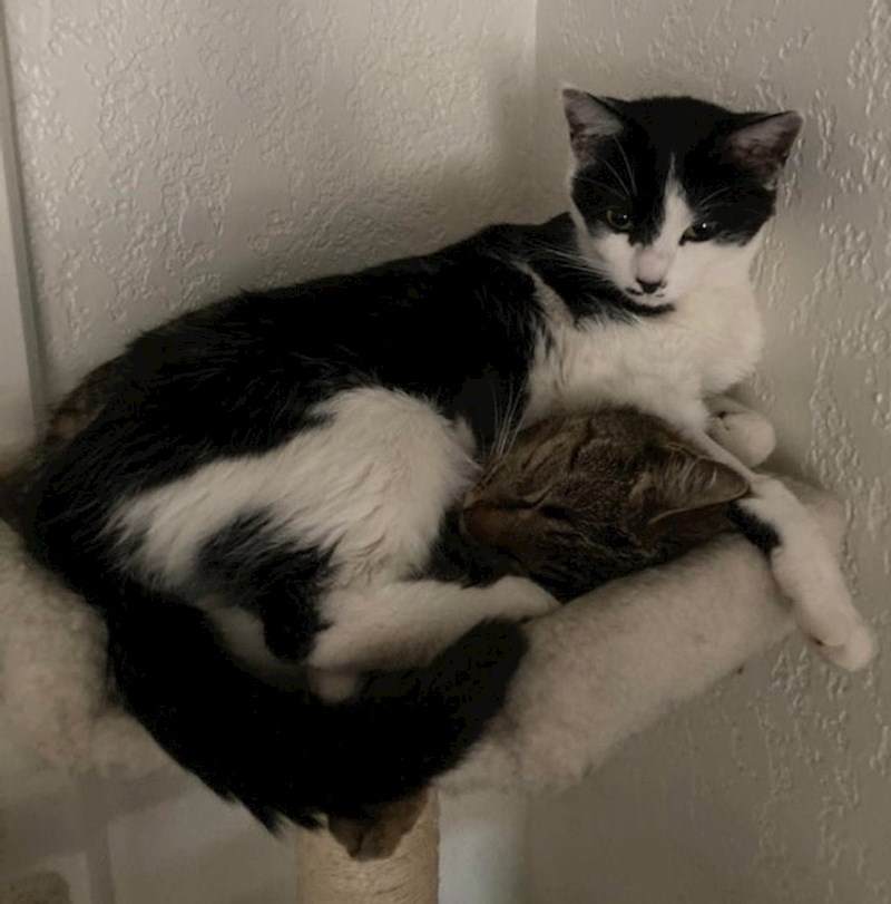 10. Na cimeru je najudobnije ležati