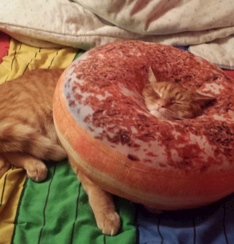 14. "Moj mačak jako voli krafne"