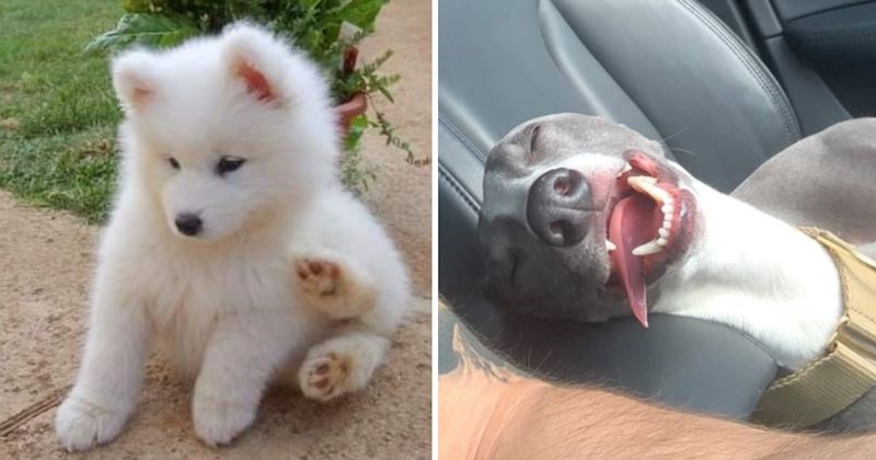 10 fotografija pasa koje u potpunosti zrače pozitvom, prizori će vam izmamiti osmijeh na lice