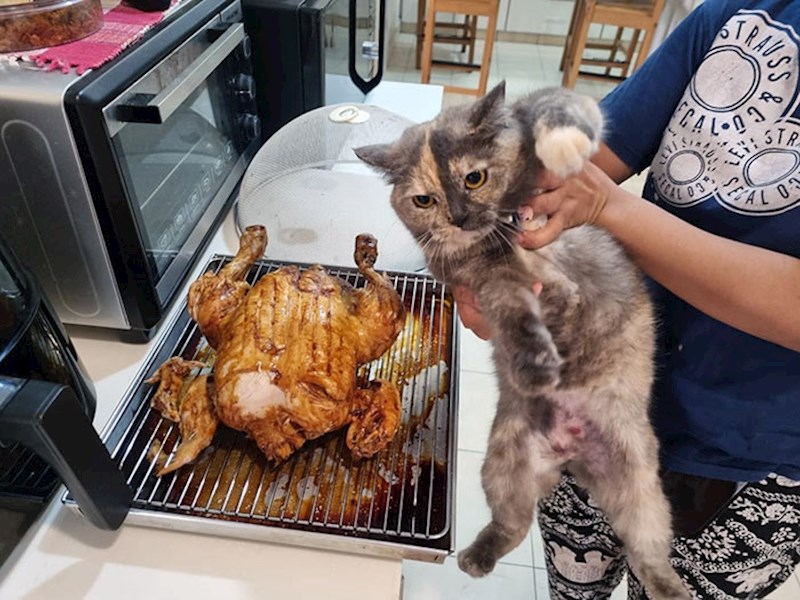 "Mačak je odobrio pile"