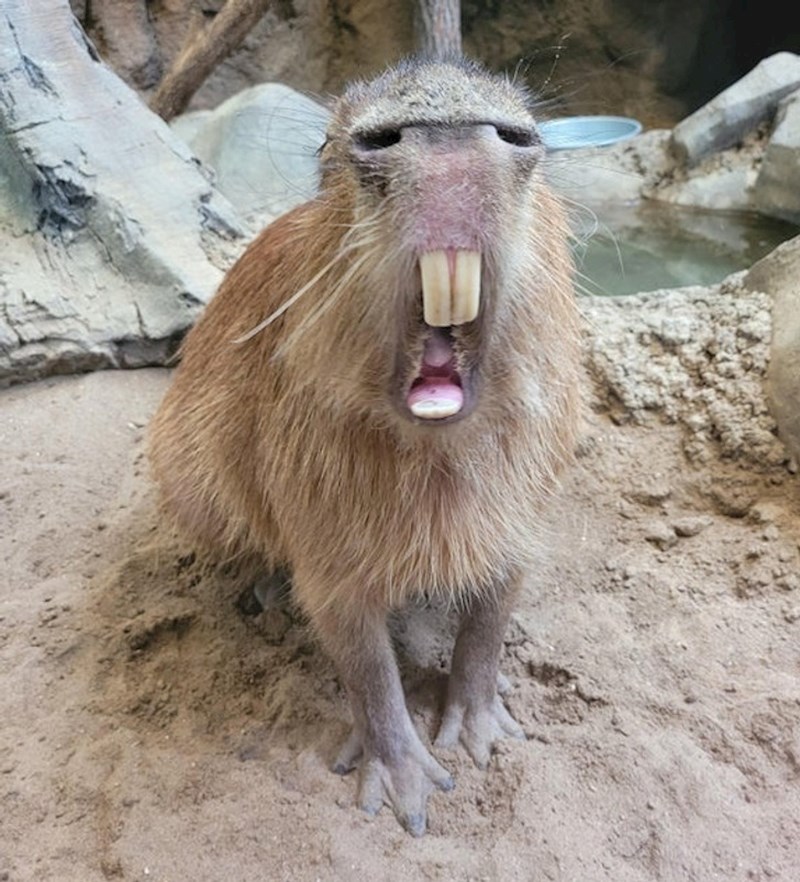 1. Na prvi pogled nos izgleda kao oči