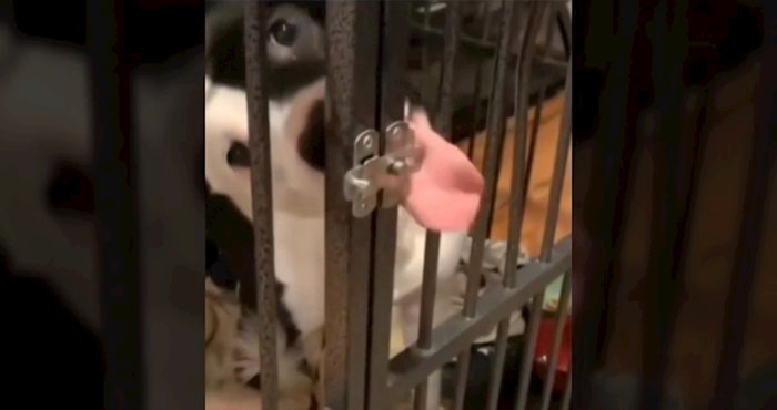 Društvenim mrežama dijeli se video ovog psa, nećete vjerovati na koji se način oslobodio iz kaveza