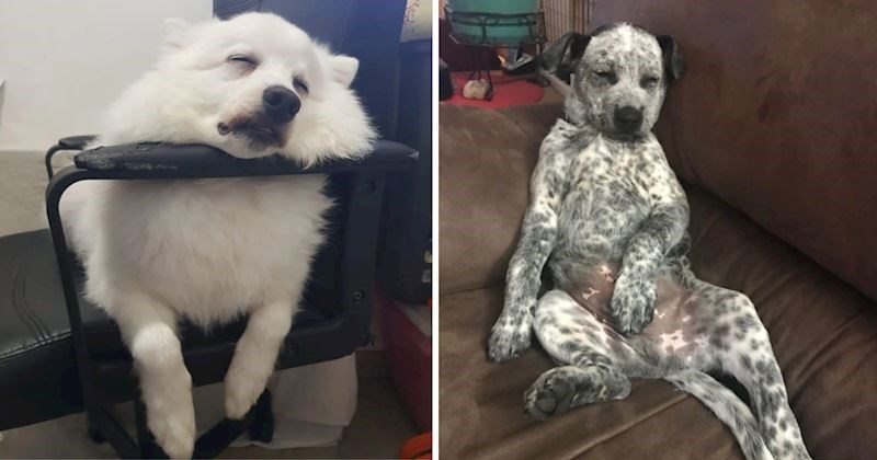 20 pasa koje je savladao san pa su zaspali u presmiješnim pozama. Fotke će vas nasmijati do suza