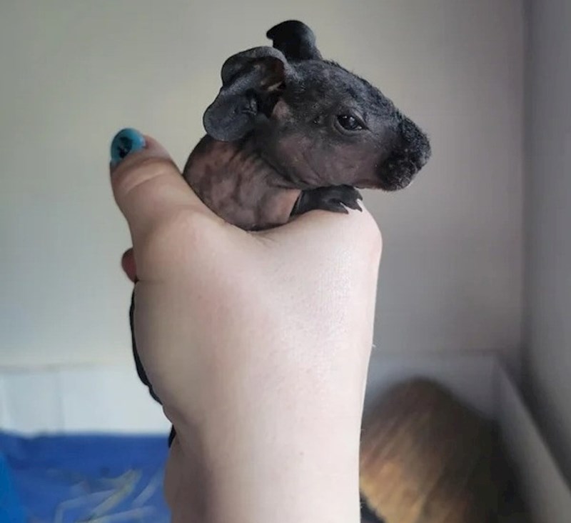 "U slučaju da nikad niste vidjeli, ovako izgleda zamorac koji je star samo tri dana"