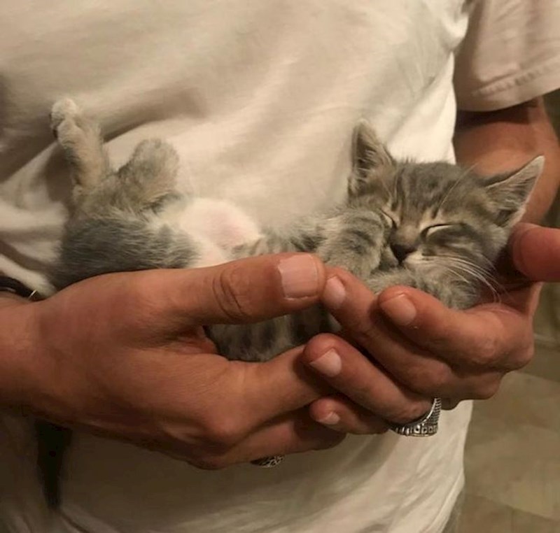 Netko je napustio ovog mačića pa su ga trenutni vlasnici odlučili spasiti. Ovako je zaspao nakon što su stigli kući