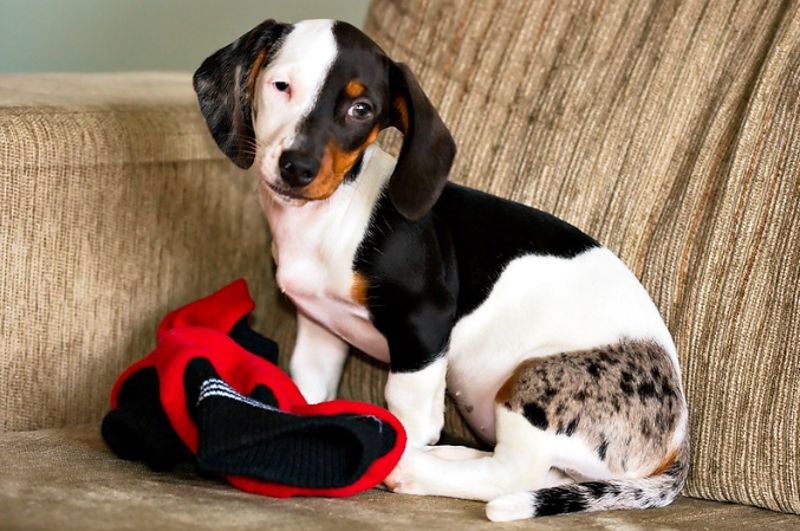 4. Kad bismo samo gledali glavu, točno bismo pomislili da nije riječ o istom psu.