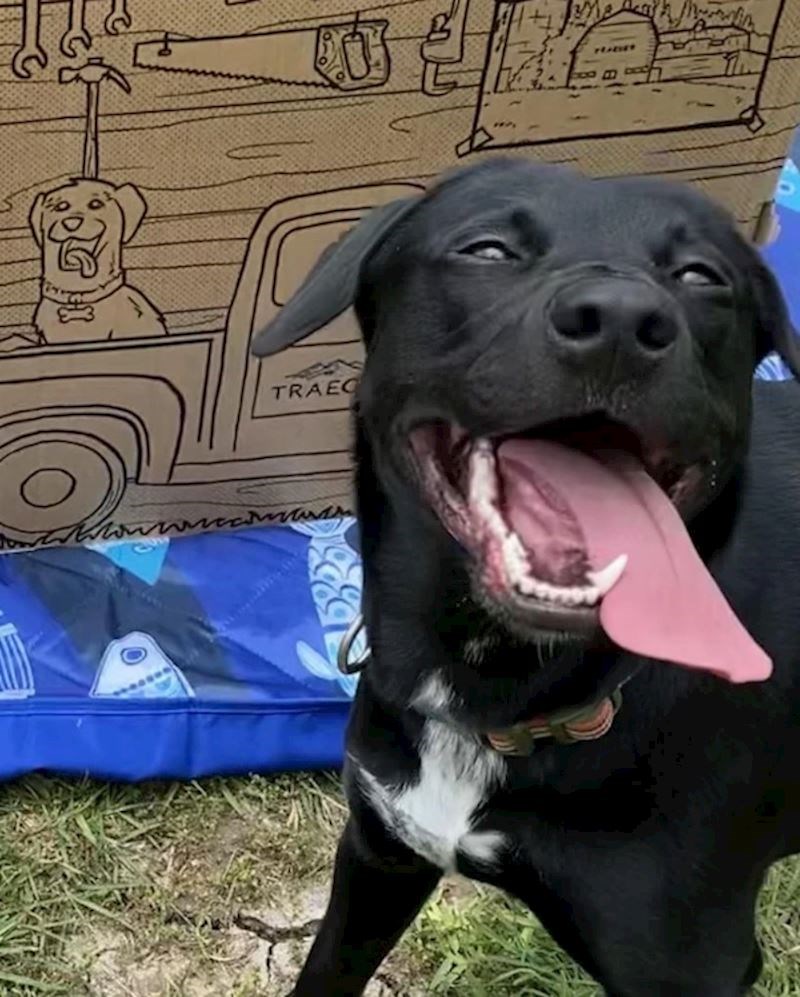 Pas izgleda isto kao pas na kartonu u pozadini