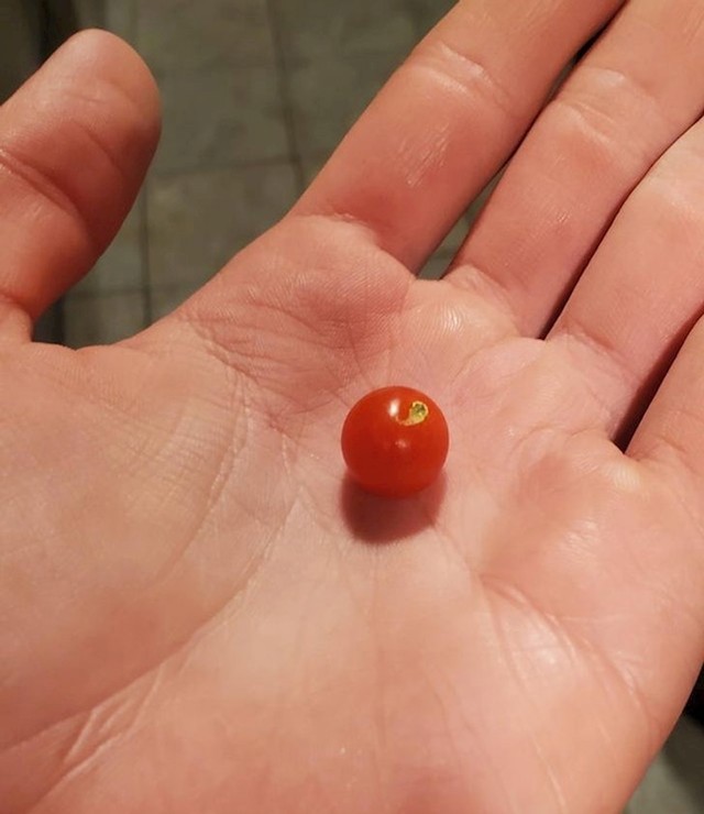 Minijaturna rajčica