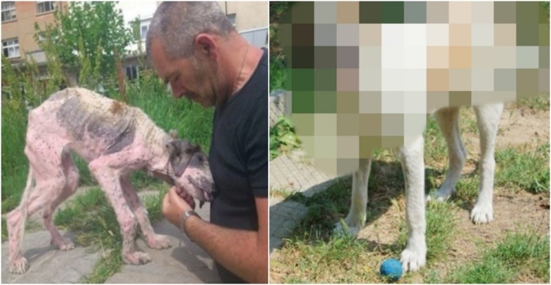 Pronašli su izgladnjelog i bolesnog psa i pružili mu dom, njegova transformacija mami suze na oči