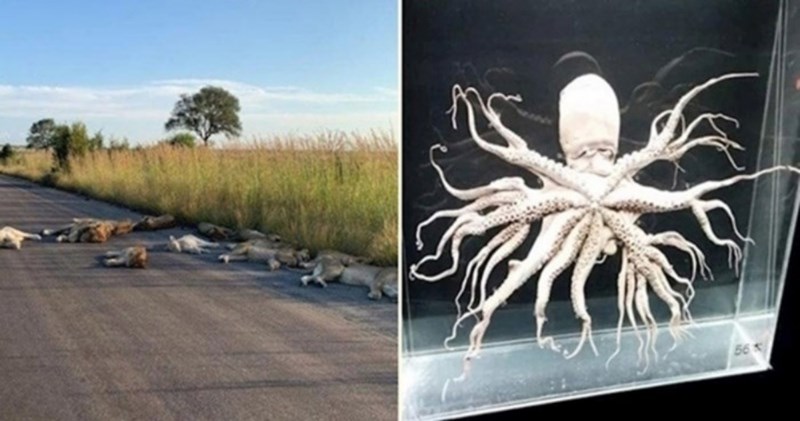 16 fotki koje će vas podsjetiti da na svijetu ima puno zanimljivosti koje još nismo vidjeli