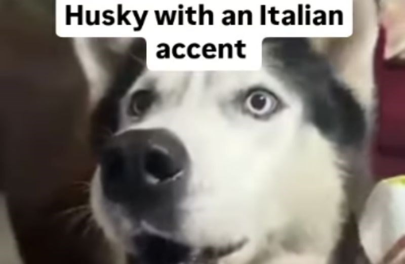 Snimka psa koji zavija na talijanskom naglasku obišla je svijet i oduševila milijune, morate vidjeti