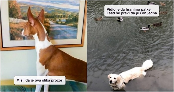 20+ smiješnih fotki na kojima se vidi da psi žive po nekoj svojoj logici