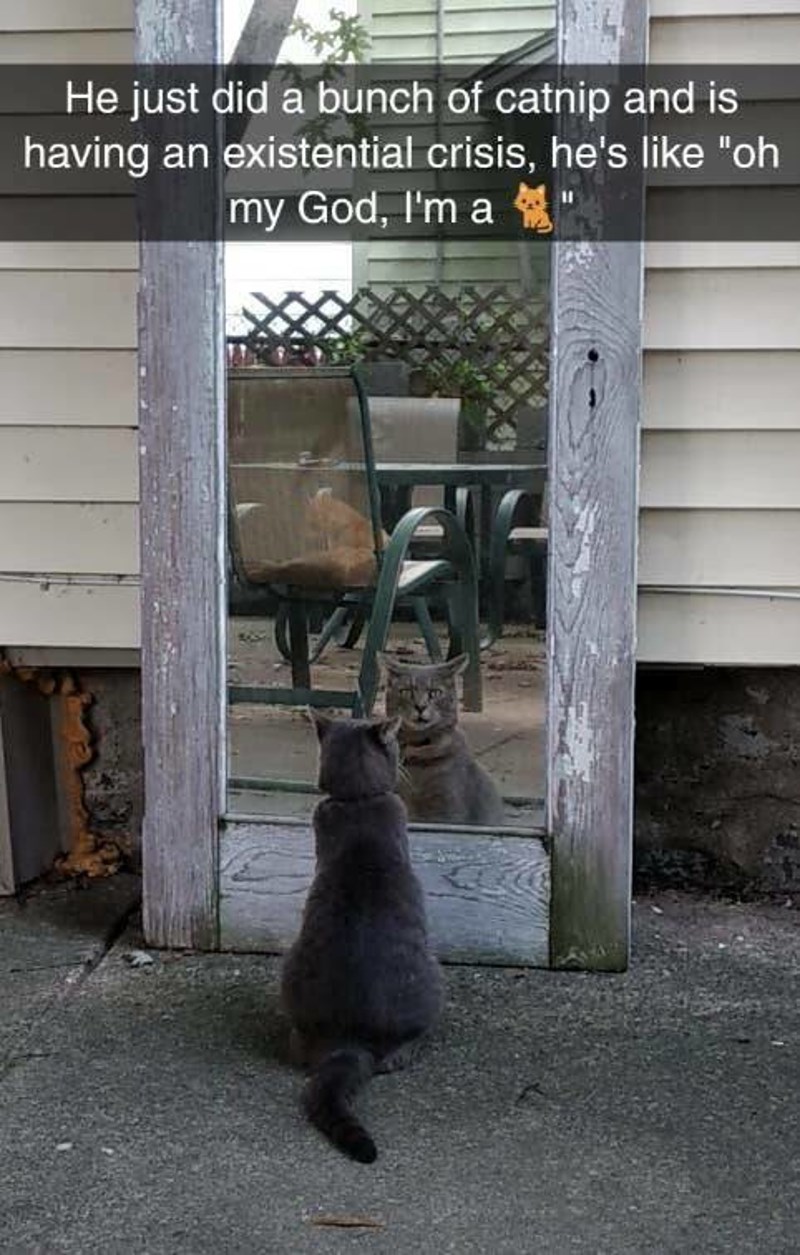 15. Dao sam mu malo mačje metvice i sad ima egzistencijalnu krizu