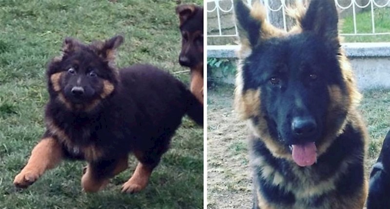20+ usporednih fotki pasa dok su bili štenci i nakon što su odrasli, neodoljive su