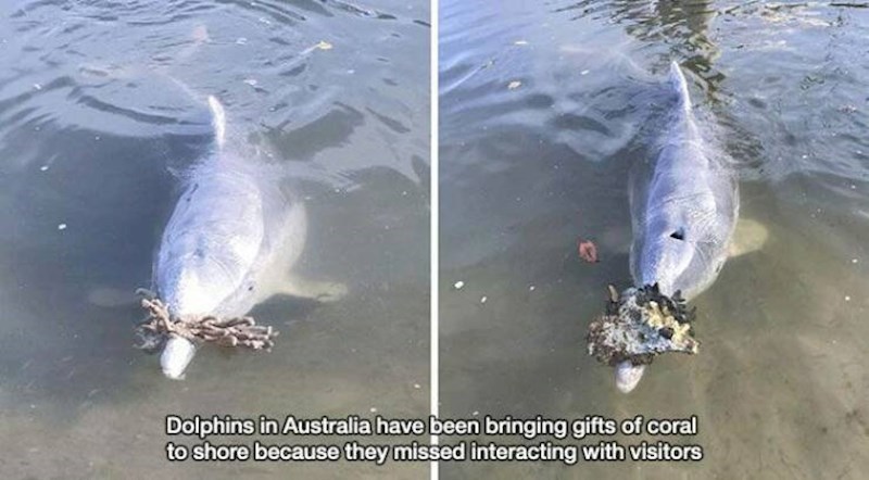 3. Dupini u Australiji počeli su donositi koralje na obalu kao poklone jer im nedostaje interakcija s ljudima