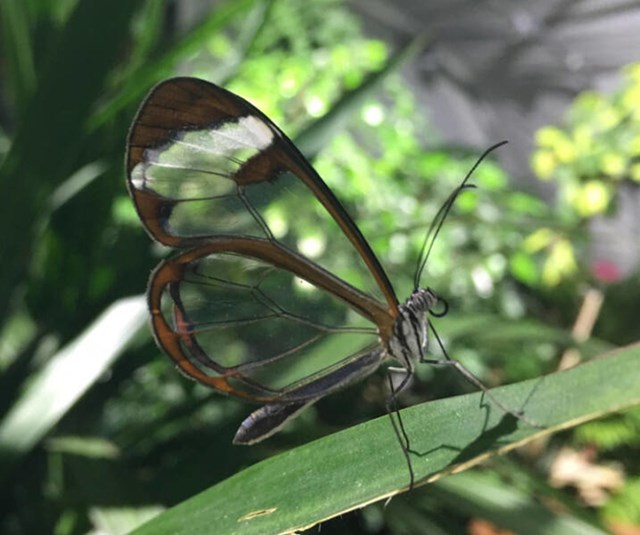 4. Leptir s prozirnim krilima
