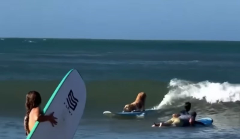 Snimka psa s jedne plaže oduševila je cijeli internet, nećete vjerovati kad vidite što radi