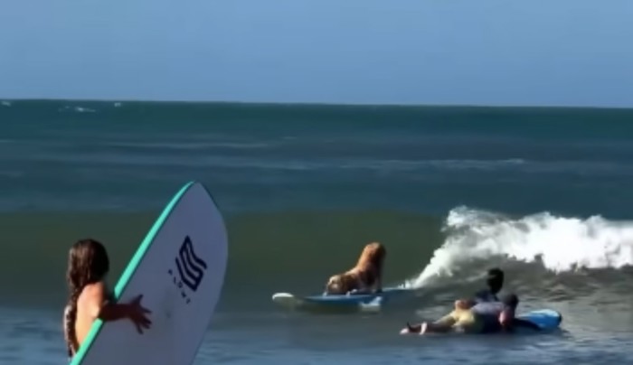 Snimka psa s jedne plaže oduševila je cijeli internet, nećete vjerovati kad vidite što radi