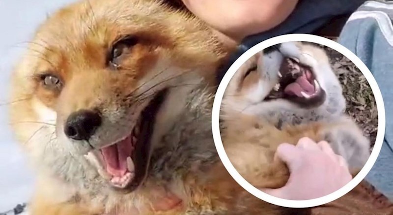 Snimka lisica koje se hihoću oduševila je ljude na IG-u i odmah postala viralni hit, morate vidjeti