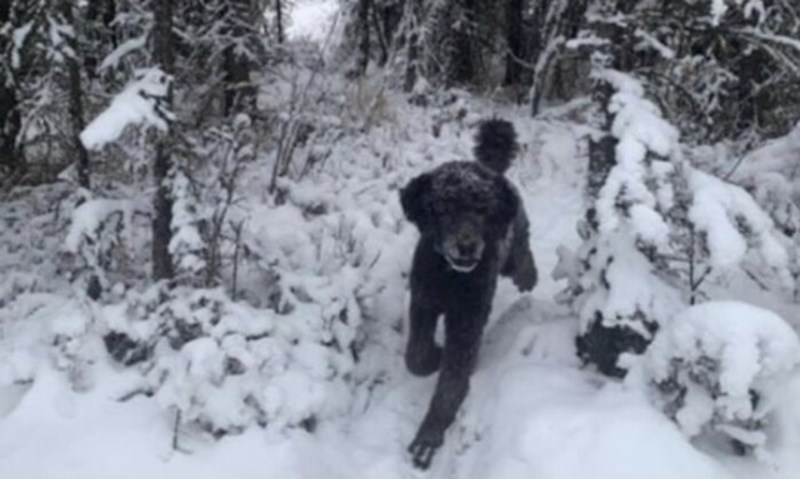 1. Čovjek koji bježi u šumu