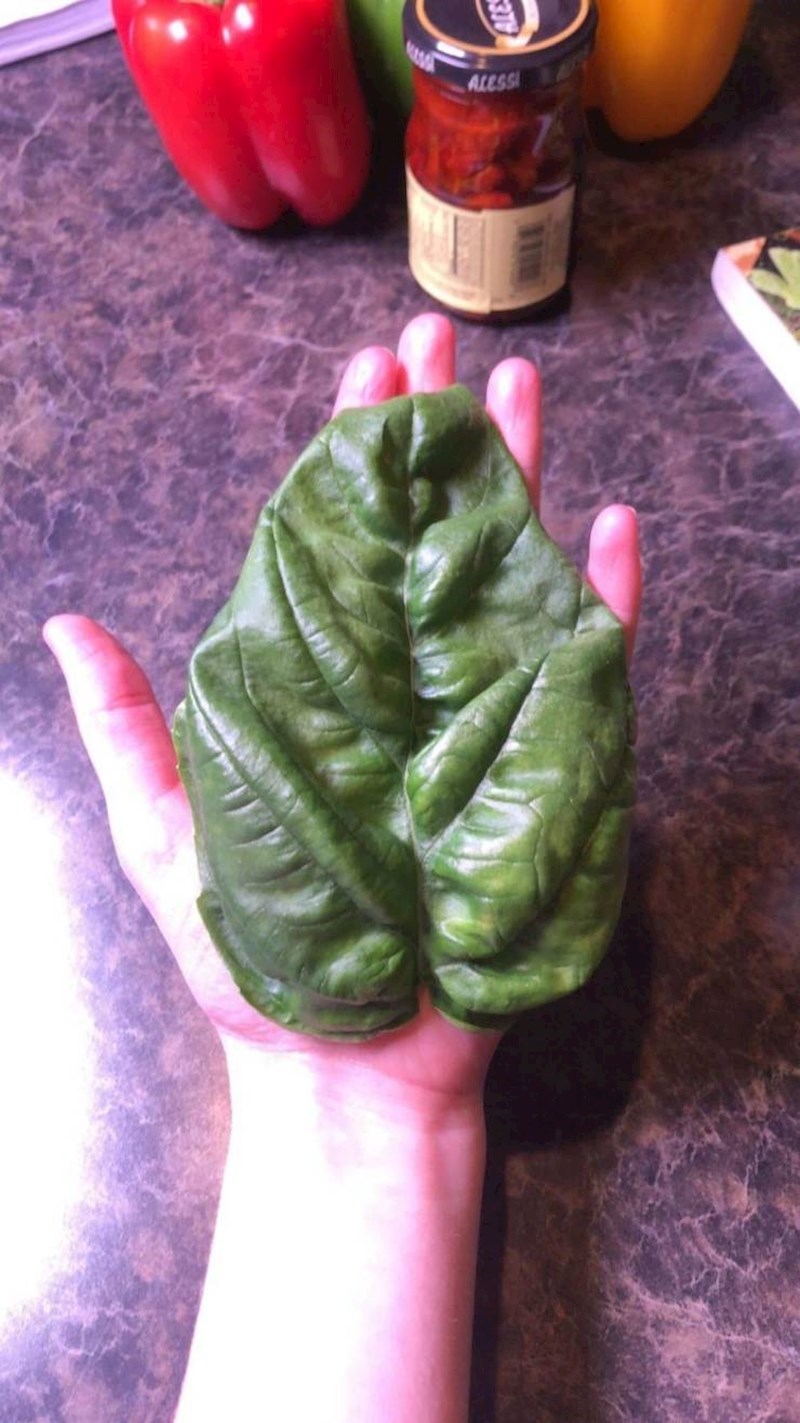 6. Ogroman list bosiljka