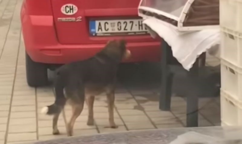 Snimka psa lutalice iz Srbije raznježila je cijeli Balkan, morate vidjeti kako se domogao zalogaja