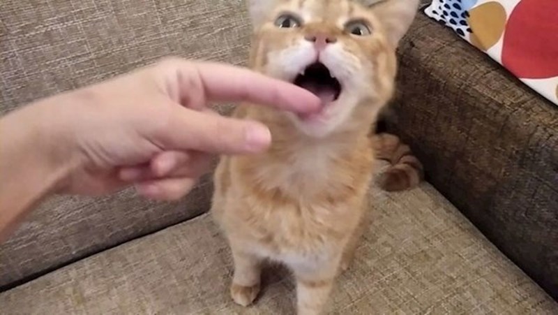 6. Gurali životinjama ruke u usta