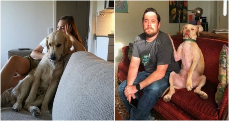 19 vlasnika požalili su se na svoje kućne ljubimce koji su im oteli partnere, fotke su urnebesne