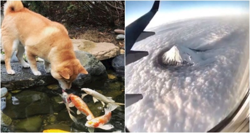 20+ očaravajućih fotki koje savršeno pokazuju zašto svi vole Japan