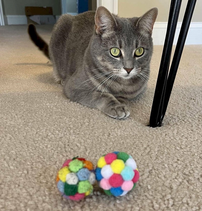 13. Najdraža igračka moje mačke, koju ima već preko 2 godine, i ista takva nova