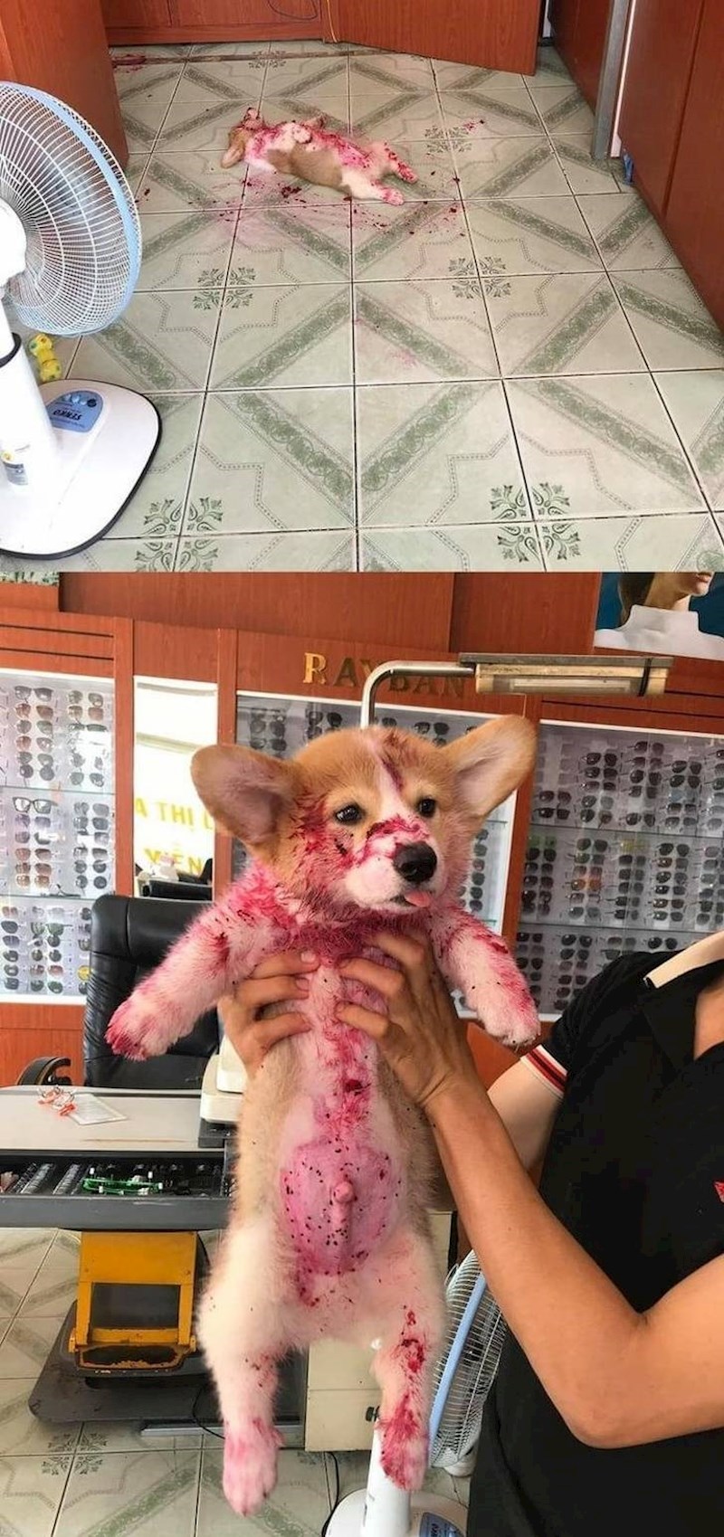 1. Vlasnici su pomislili na najgore, ali on se samo najeo džema od jagoda