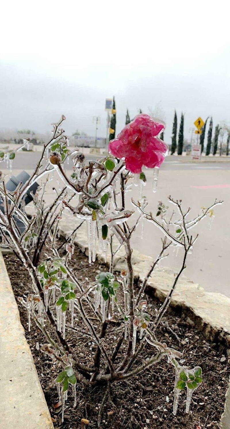 12. Zaleđeni cvijet