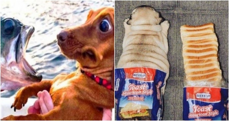 20+ smiješnih i dražesnih fotki životinja kojima baš nitko ne može odoljeti