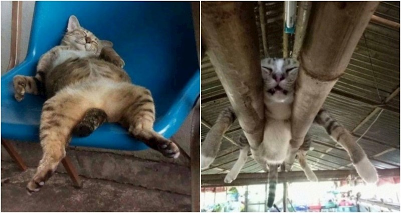 20+ puta kad su mačke zaspale na urnebesnim mjestima i do suza nasmijale svoje vlasnike